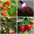 Żarówka do uprawy roslin,  wspomagająca wzrost i kwitnienie 9W LED E27 PLANTY B Kobi Design
