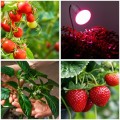 Żarówka do uprawy roslin,  wspomagająca wzrost i kwitnienie 9W LED E27 PLANTY W Kobi Design