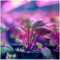 Żarówka do uprawy roslin,  wspomagająca wzrost i kwitnienie 9W LED E27 PLANTY W Kobi Design