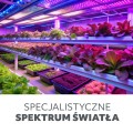 Żarówka do uprawy roslin,  wspomagająca wzrost i kwitnienie 24W LED E27 PLANTY Kobi Design