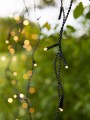 Lampki GARDEN 24 ICICLE 160L BLACK 108179 Markslojd