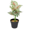 Roślina doniczkowa Kaladium 6403 35 cm EKKW2717 Eko-Light