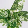 Roślina doniczkowa Monstera jasna 6407 46 cm EKKW2721 Eko-Light