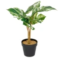 Roślina doniczkowa Monstera jasna 6407 46 cm EKKW2721 Eko-Light