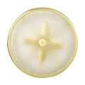 Plafon sufitowy MAGNUS 38 cm - złoty połysk NOW-D10208 mirror gold Step into Design